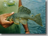 Amazon-Loricariidae-Fish